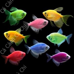 cabuomdaquang - Cá Cảnh Củ Chi