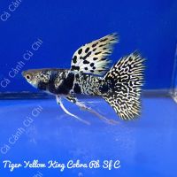 siam black blue guppy