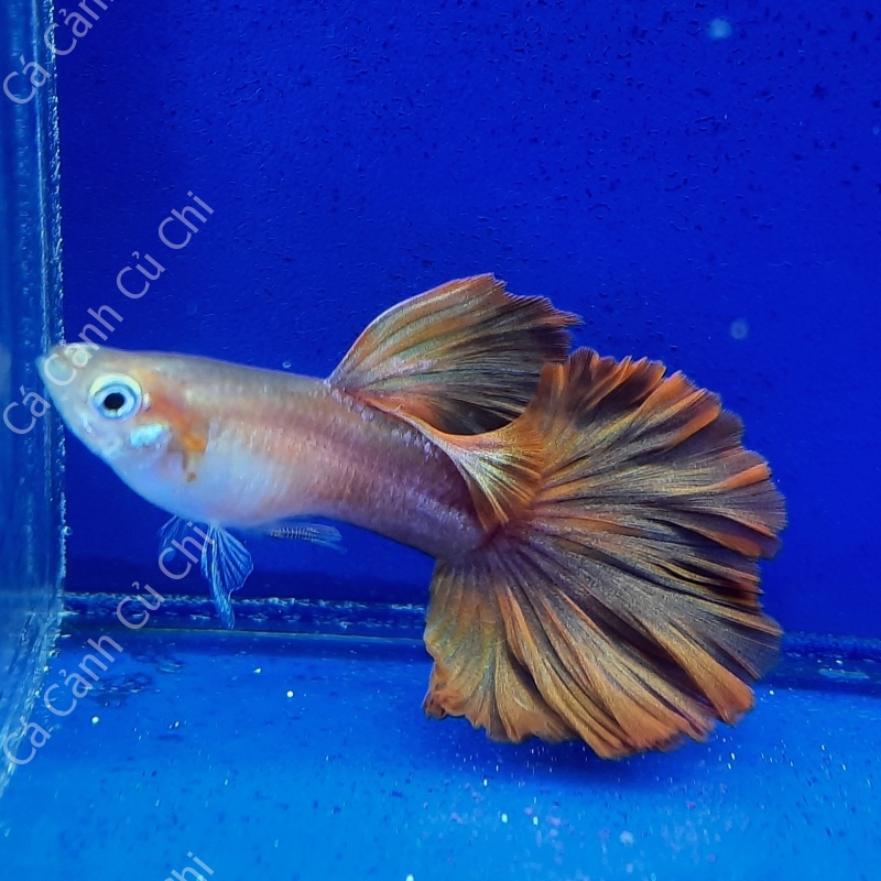 flamingo red rose guppy