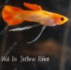 bay-mau-wild-koi-seethruu-ribbon - ảnh nhỏ 2