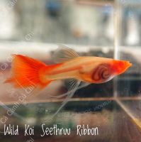 Bảy Màu - wild koi seethruu ribbon