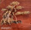 bonsai-02-ho-duoi-12m - ảnh nhỏ  1