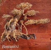 Bonsai 02 - Hồ Dưới 1,2m