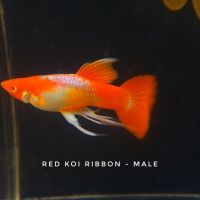 Bảy Màu - Koi Red Ribbon