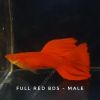 bay-mau-full-red-bds - ảnh nhỏ 3