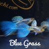 bay-mau-blue-grass - ảnh nhỏ  1