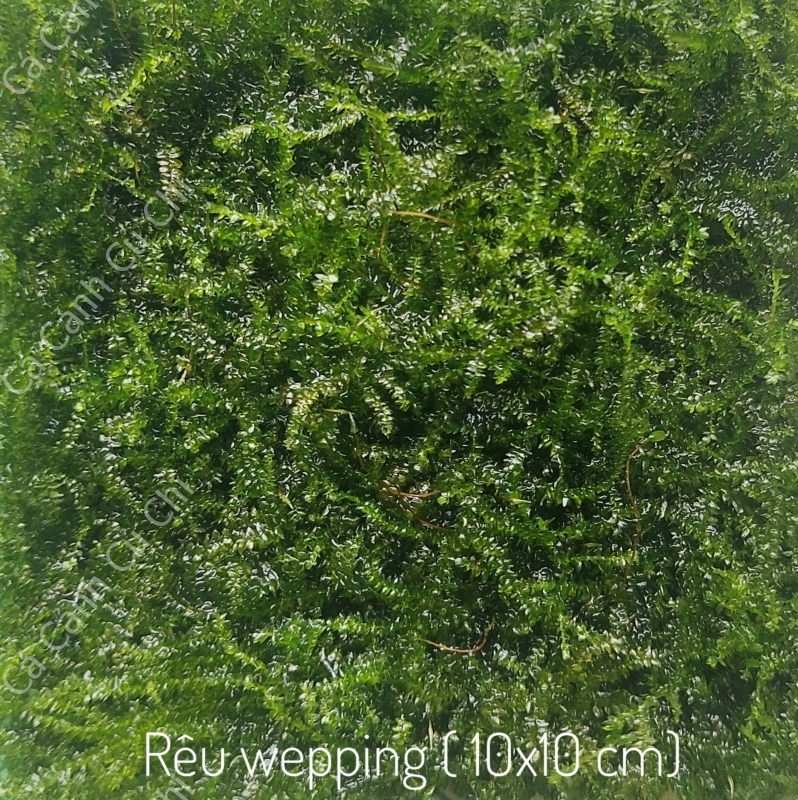 Rêu Wepping